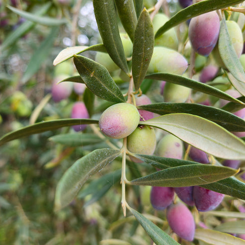 Beyond the Kitchen – Surprising Uses for Extra Virgin Olive Oil