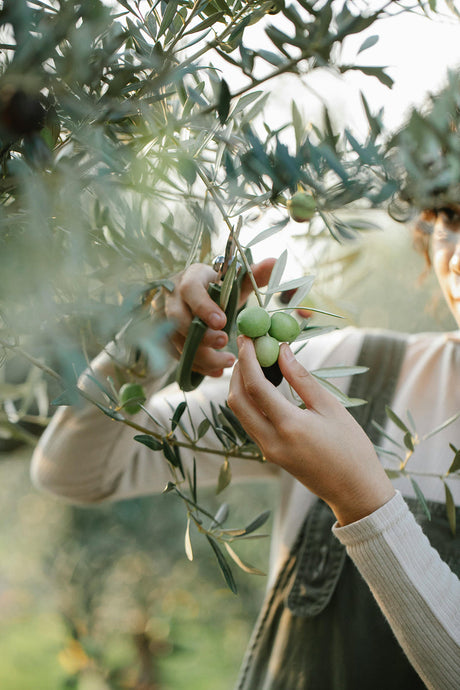 5 Surprising Facts About How Our Olive Oil Is Made