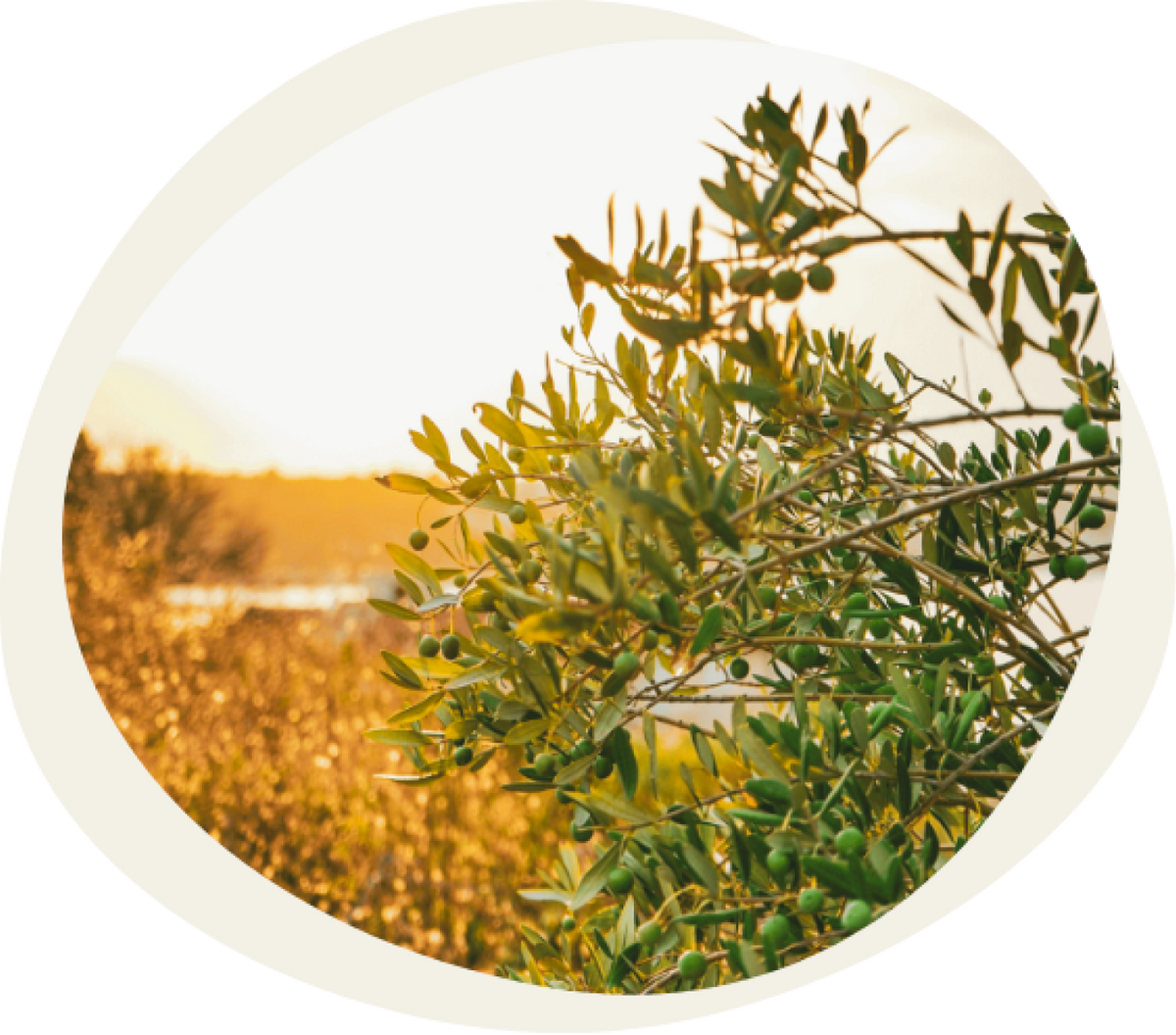 Direct Ol Extra Single Estate Extra Virgin Olive Oil Subscriptions & Delivery – Extra ...